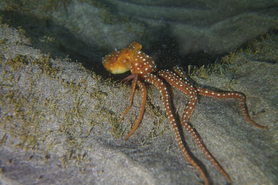 Tenerife: 2 Diving Sessions for Certified Divers - Price and value: what $94 covers, plus the add-ons