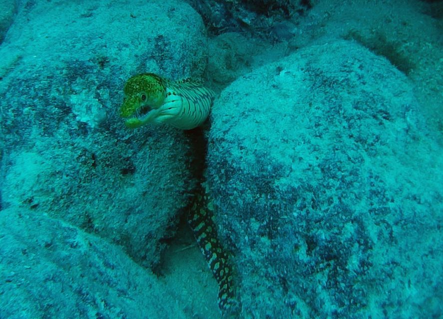 Tenerife: 2 Diving Sessions for Certified Divers - Guide quality and group setup that makes a difference