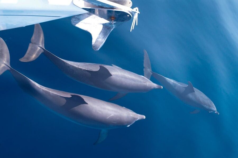 Tenerife: 3 &-6 Hour Private Whale & Dolphin Watching - Key things that make this cruise worth your time