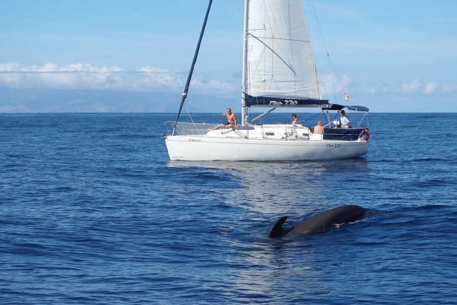 Tenerife: 3 &-6 Hour Private Whale & Dolphin Watching - From Puerto Colón Marina to a Luxury Sail on Tenerife South