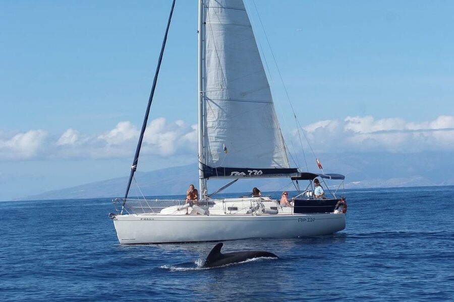 Tenerife: 3 &-6 Hour Private Whale & Dolphin Watching - Whale and Dolphin Watching With Sonar, Plus Sea Turtle Chances