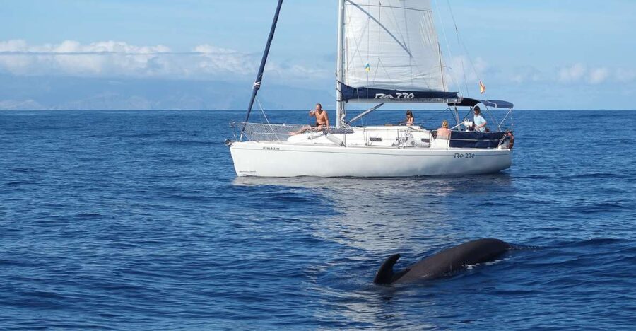 Tenerife: 3 &-6 Hour Private Whale & Dolphin Watching - Food, Drinks, and the Yacht Comfort Factor