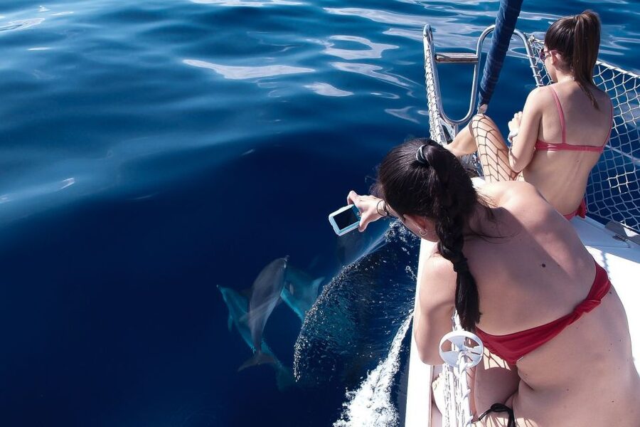 Tenerife: 3 &-6 Hour Private Whale & Dolphin Watching - Price and Value: What $1,101 Per Group Actually Buys You