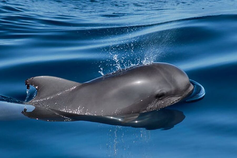 Tenerife: 3 &-6 Hour Private Whale & Dolphin Watching - Practical Tips So You Enjoy Every Part of the Day
