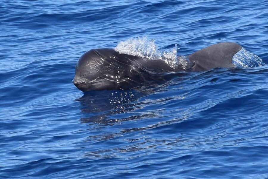 Tenerife: 3 &-6 Hour Private Whale & Dolphin Watching - A Small Private Group Changes the Whole Vibe