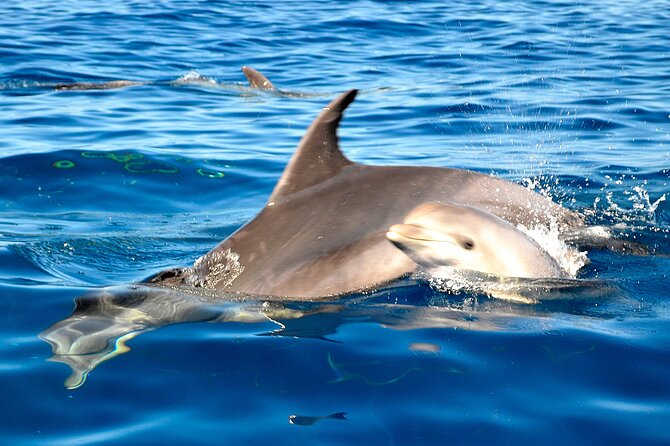 Tenerife 3-Hour Discover Whales and Dolphins - Price and Value: Why $70.68 Feels Fair for the Time