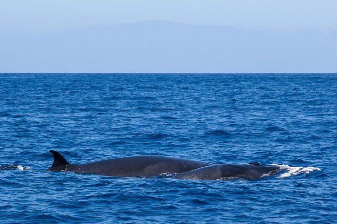 Tenerife 3-Hour Discover Whales and Dolphins - Who Should Book This Whale Watching Cruise (and Who Might Not)