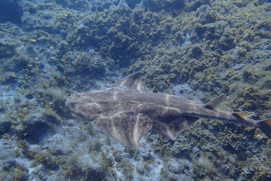 Tenerife: Abades Beach Beginner Diving Experience - Key Things to Know Before You Go