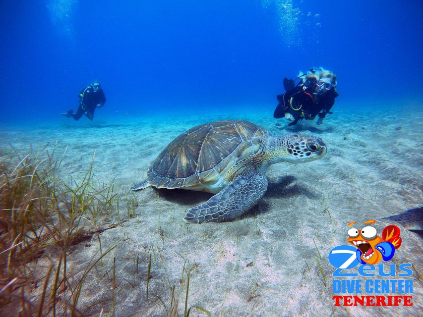 Tenerife: Abades Beach Beginner Diving Experience - Abades Beach, Tenerife: Why This Setup Works for Beginners