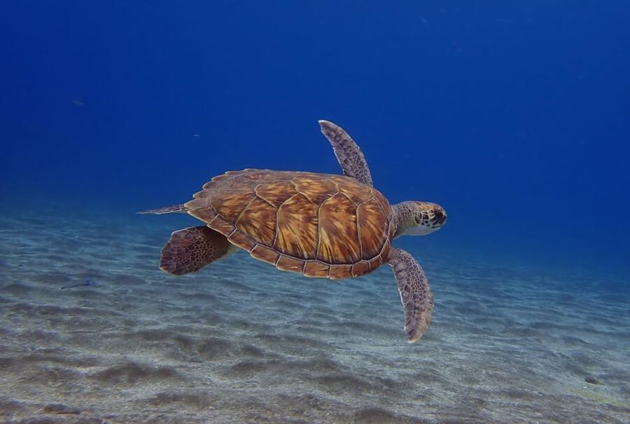 Tenerife: Abades Beach Beginner Diving Experience - The Safety Briefing That Makes the Scuba Session Feel Manageable