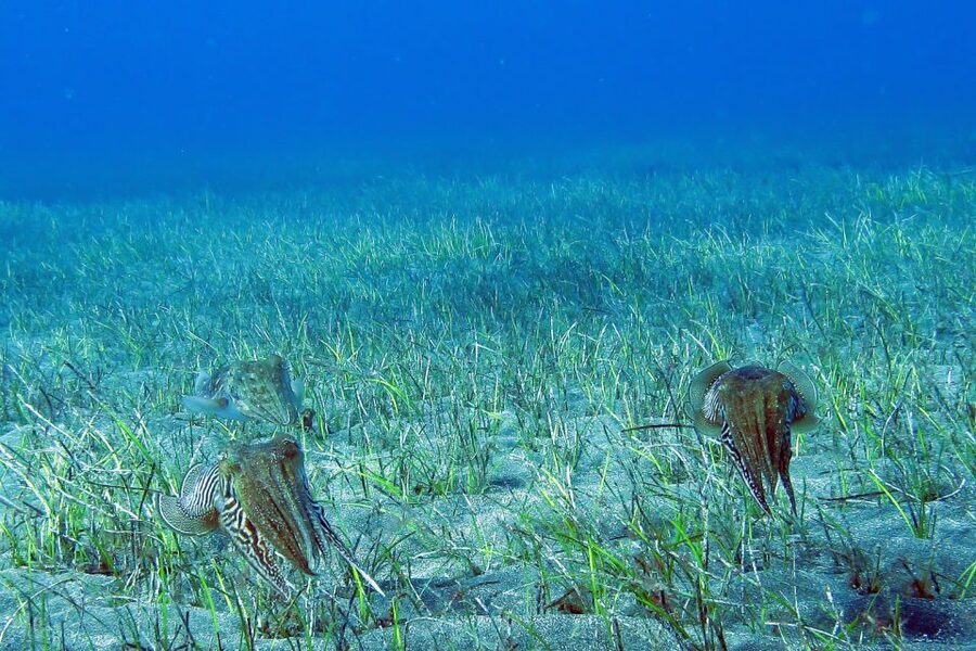 Tenerife: Abades Beach Beginner Diving Experience - Underwater Highlights: House Reef Fish, Octopus, and Possible Turtles