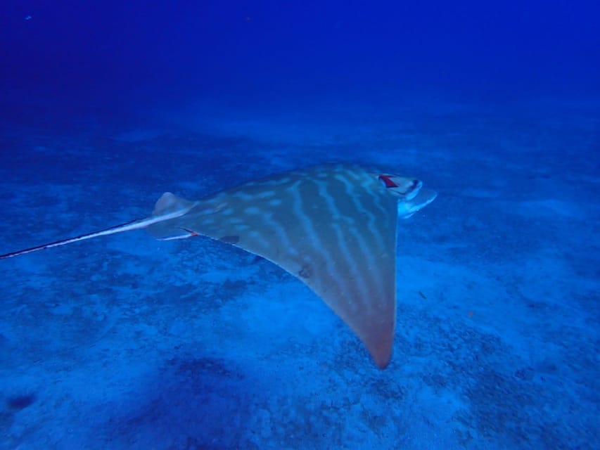 Tenerife: Abades Beach Beginner Diving Experience - Snorkeling Afterward: Keep Exploring While You Still Have Sea Legs