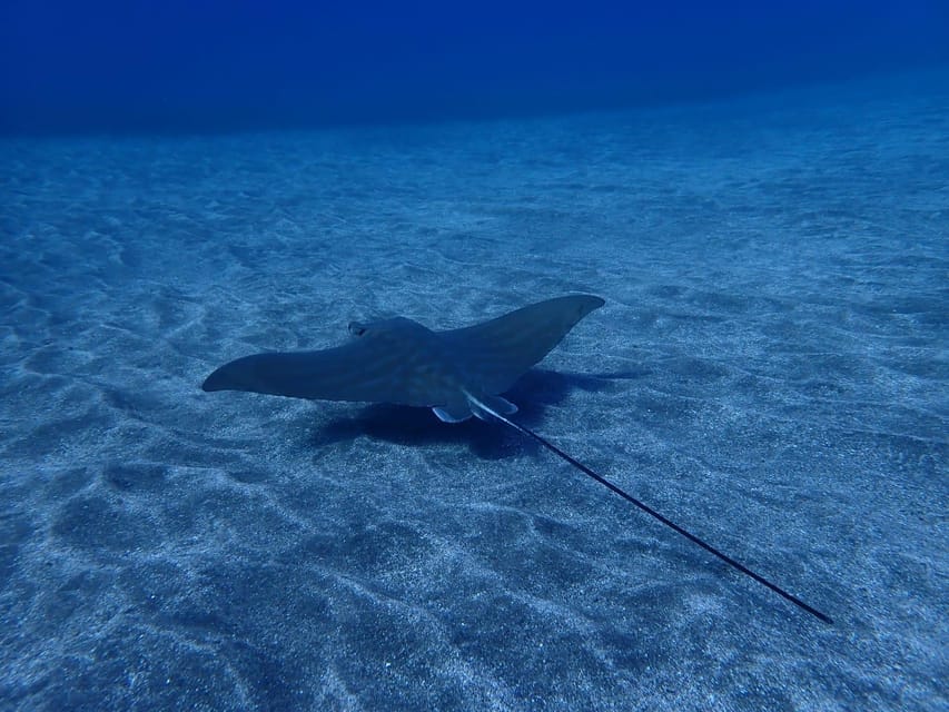 Tenerife: Abades Beach Beginner Diving Experience - Timing, Pickup, and How the 3 Hours Actually Unfold