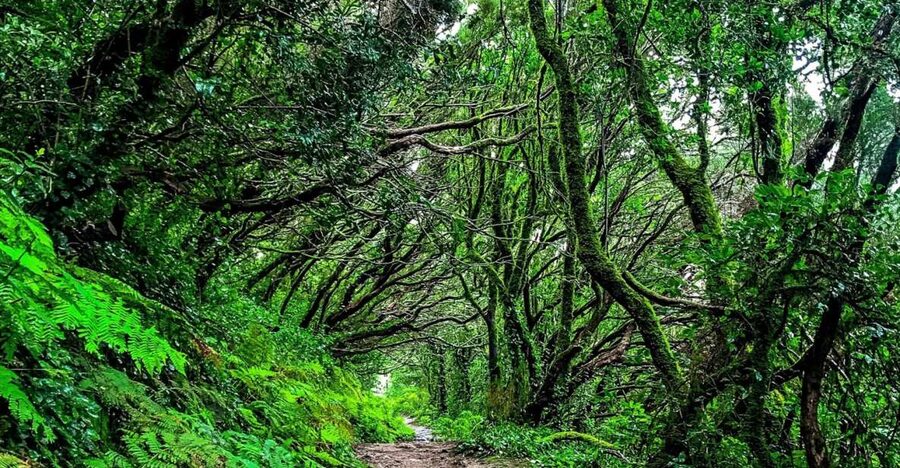 Tenerife: Anaga Rural Park Private Tour - Taganana: rural life on the north side, not a theme park
