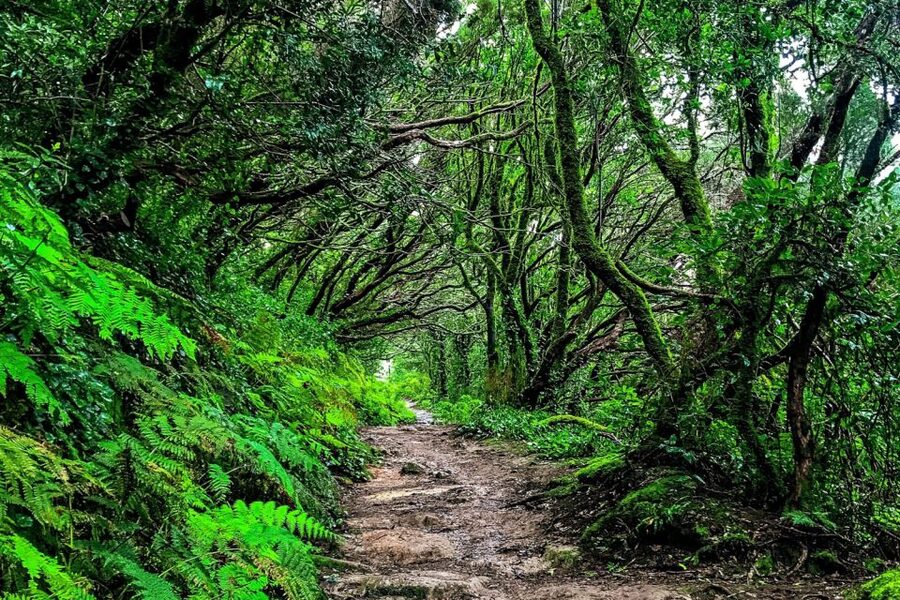 Tenerife: Anaga Rural Park Private Tour - A night-and-day feeling: the Alisio wind and the humid laurel forest effect
