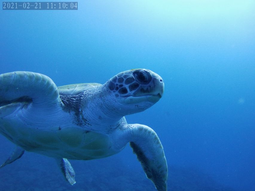 Tenerife: Beginner's Dive at a Spot with Turtle Sightings - Who should book, and who should skip this beginner scuba session
