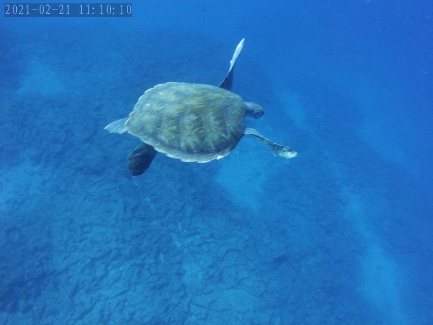 Tenerife: Beginner's Dive at a Spot with Turtle Sightings - Sea life targets: moray eels, sting rays, octopus, cuttlefish, and the turtle bonus