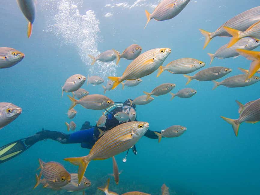 Tenerife: Beginner Scuba Diving Experience with Pickup - Pickup and timing: morning or afternoon, and how logistics affect comfort