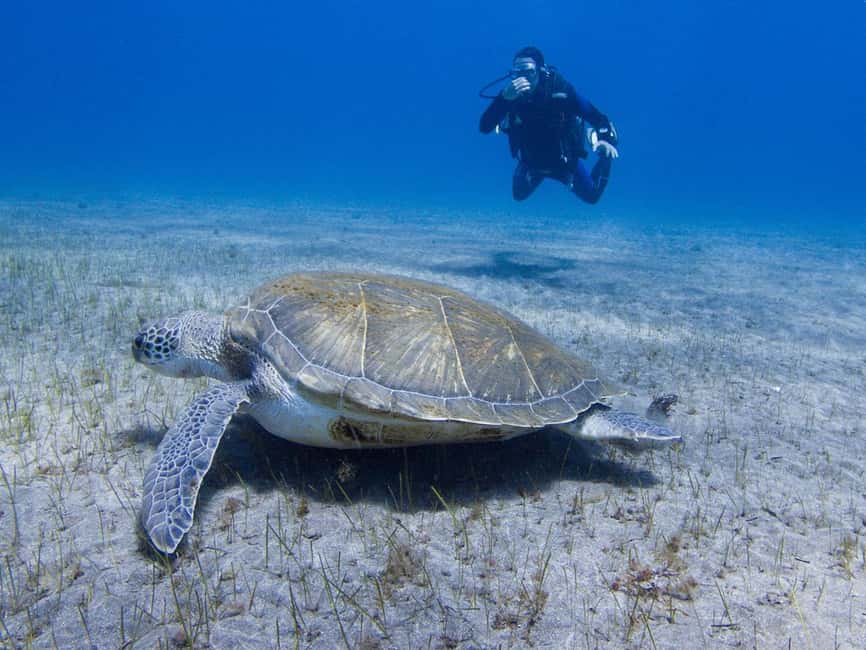 Tenerife: Beginner Scuba Diving Experience with Pickup - What to know before you go: age, fitness, and “no touching”