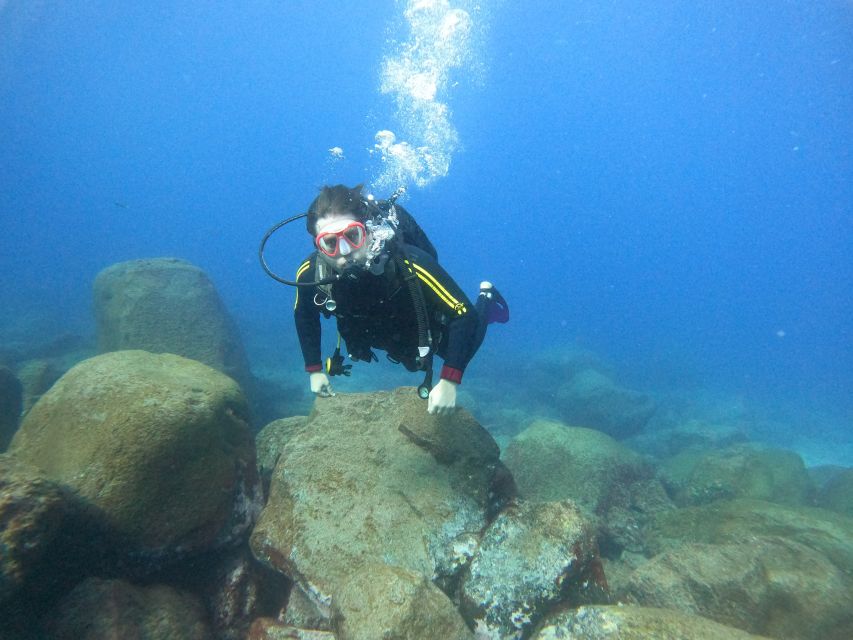 Tenerife: Beginners Scuba Dive Experience in Turtle Area - Key highlights you will care about