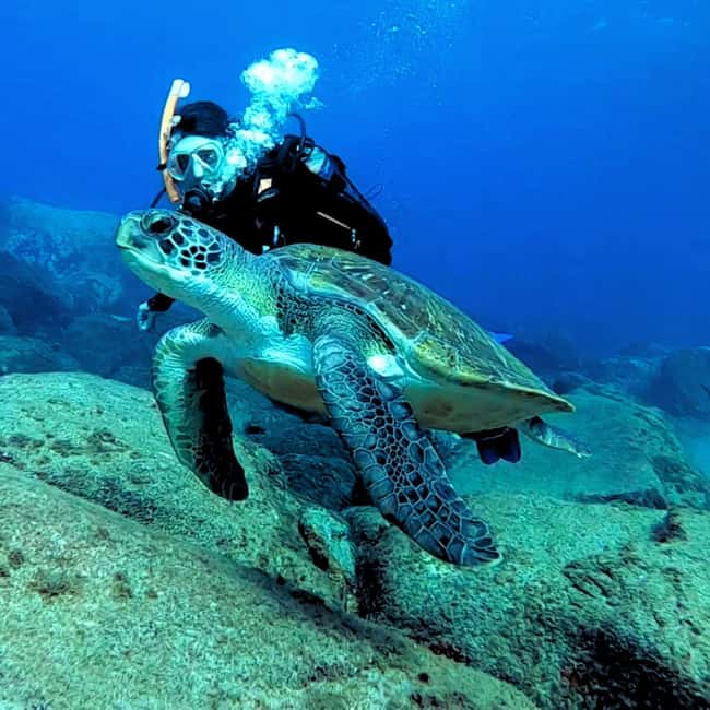 Tenerife: Beginners Scuba Dive Experience in Turtle Area - Costa Adeje start at Travel Sub, where the day feels organized