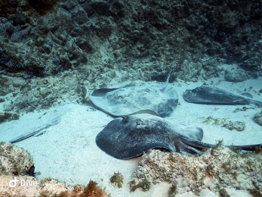 Tenerife: Beginners Scuba Dive Experience in Turtle Area - Your 12-meter max scuba session, what it is really like for a first-timer