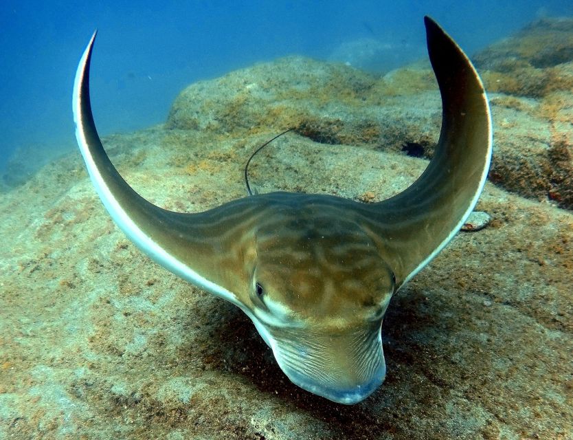 Tenerife: Beginners Scuba Dive Experience in Turtle Area - Snorkeling safari after your first underwater work, turtles and more