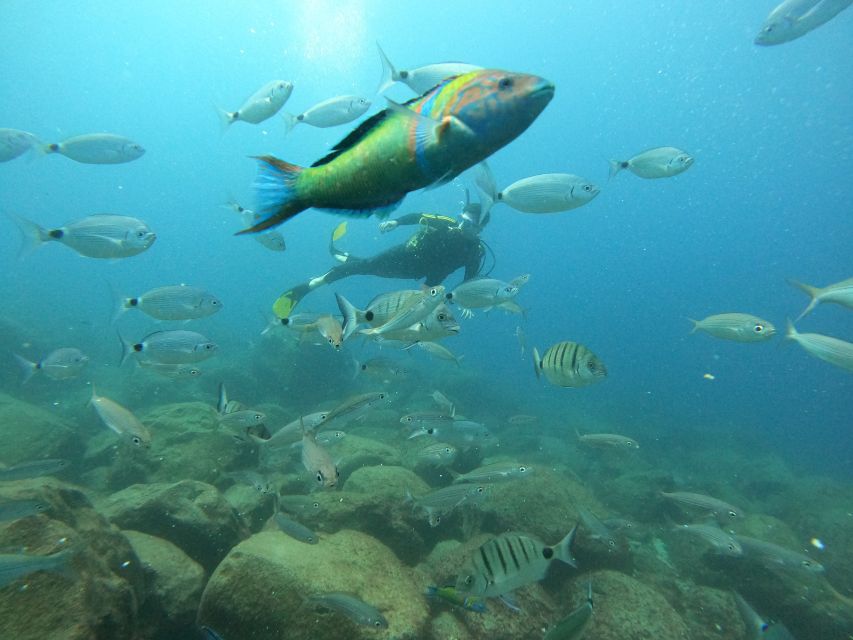 Tenerife: Beginners Scuba Dive Experience in Turtle Area - Instructor personalities you might get, and how that affects the day
