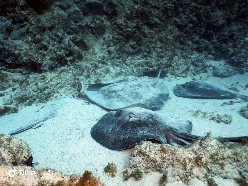 Tenerife: Beginners Scuba Dive Experience in Turtle Area - Who this Tenerife scuba experience suits best