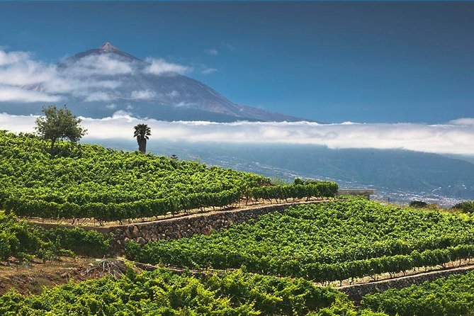 Tenerife Bodegas Monje Winery Tour with Wine and Cheese Tasting - Views, weather, and what to wear