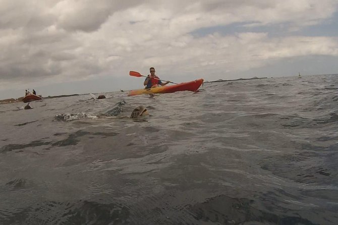 Tenerife by Kayak Adventure in small group - A Kayak and Snorkel Combo Off Los Cristianos