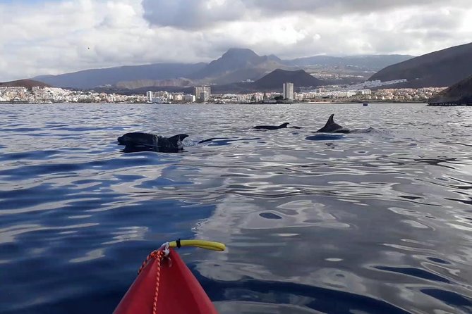 Tenerife by Kayak Adventure in small group - Montanas Guaza to Palm-Mar: What the Route Actually Does