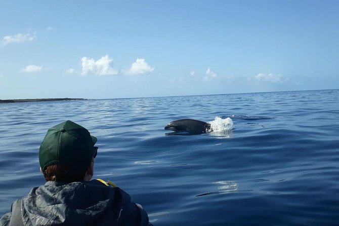 Tenerife by Kayak Adventure in small group - Dolphins and Sea Turtles: How the Wildlife Search Feels