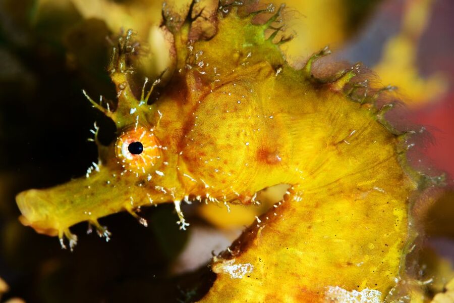 Tenerife: Discover Scuba Diving with Free Photos - Who This Experience Fits Best (and Who Should Pass)