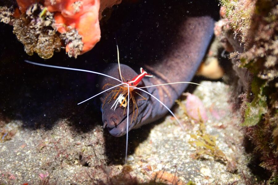 Tenerife: Discover Scuba Diving with Free Photos - The Instructor Makes or Breaks Your Confidence