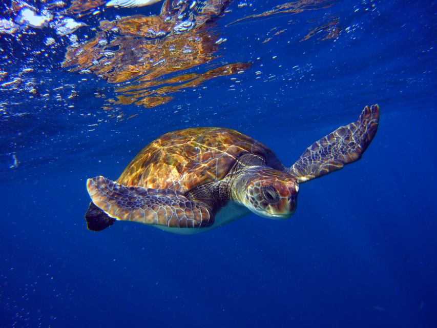 Tenerife: Discover Scuba Diving with Free Photos - Price and Value: Is 105 USD Fair for This Setup?