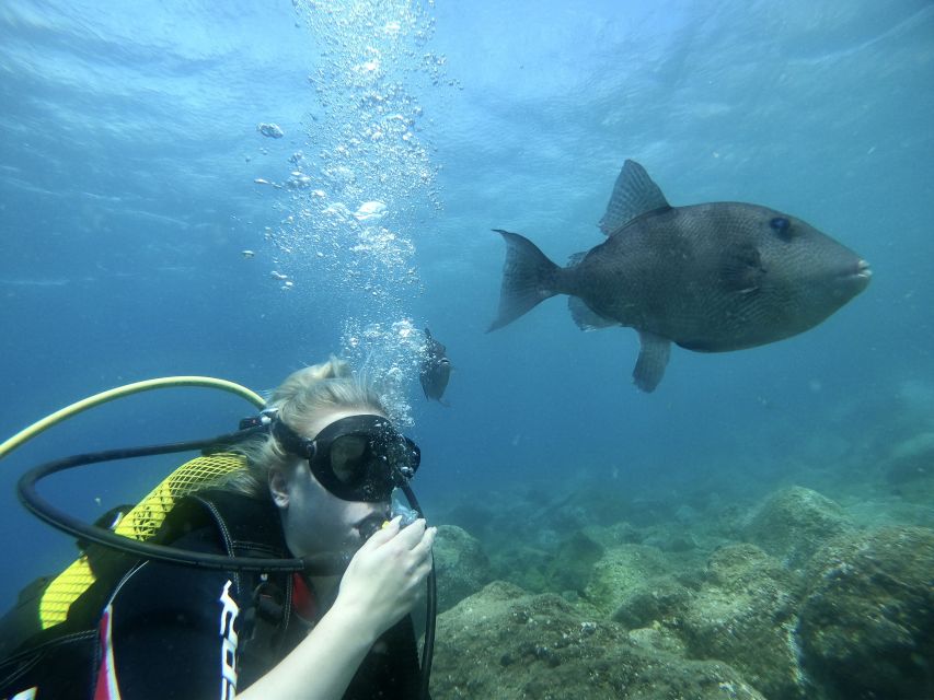 Tenerife : Diving License international in one day - Key takeaways before you book