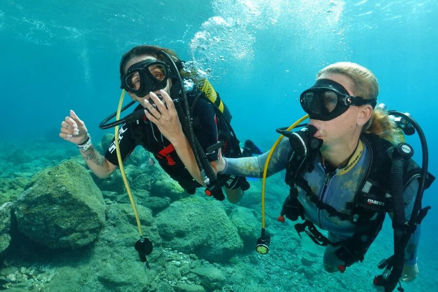 Tenerife : Diving License international in one day - Wildlife You Might See in Abades, Including Sea Turtles and Lola