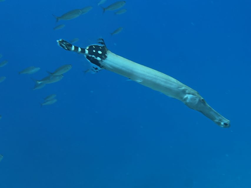 Tenerife : Diving License international in one day - Beach Skills First, Then the Sea Experience