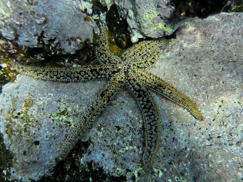 Tenerife : Diving License international in one day - What Happens in Your 4-Hour Training Block