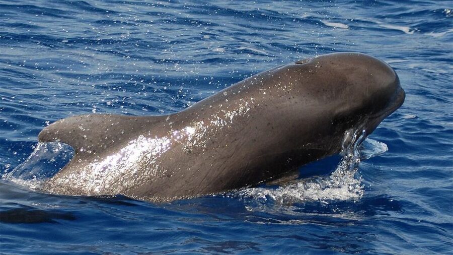 Tenerife: Eco-Yacht Whale and Dolphin Watching and Swimming - Key things that make this trip worth your time