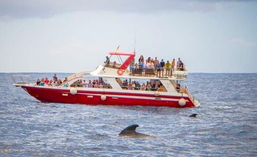 Tenerife: Eco-Yacht Whale and Dolphin Watching and Swimming - Who This Trip Fits Best