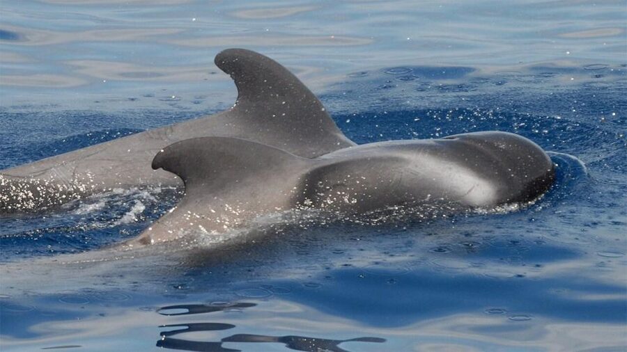 Tenerife: Eco-Yacht Whale and Dolphin Watching and Swimming - Ethical Whale Watching Means More Than a Slogan