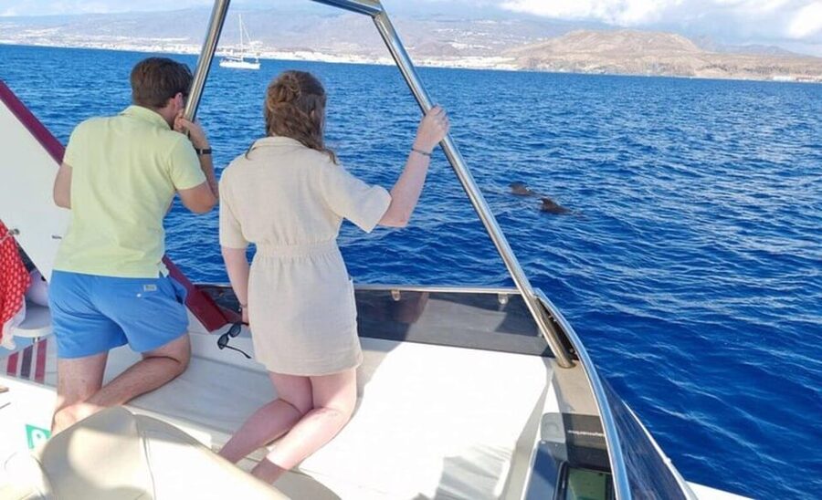 Tenerife: Eco-Yacht Whale and Dolphin Watching and Swimming - Comfort and Motion-Sickness Tips That Actually Help