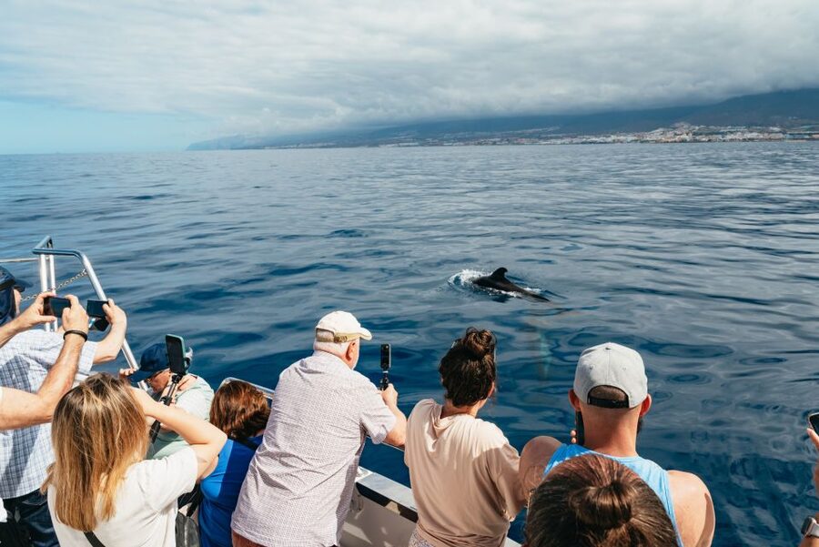 Tenerife: Eco-Yacht Whale and Dolphin Watching and Swimming - Price vs. What You’re Getting at Sea