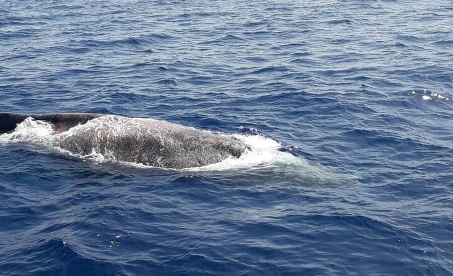 Tenerife: Eco-Yacht Whale and Dolphin Watching and Swimming - How to Make Your Experience Smoother (and More Fun)