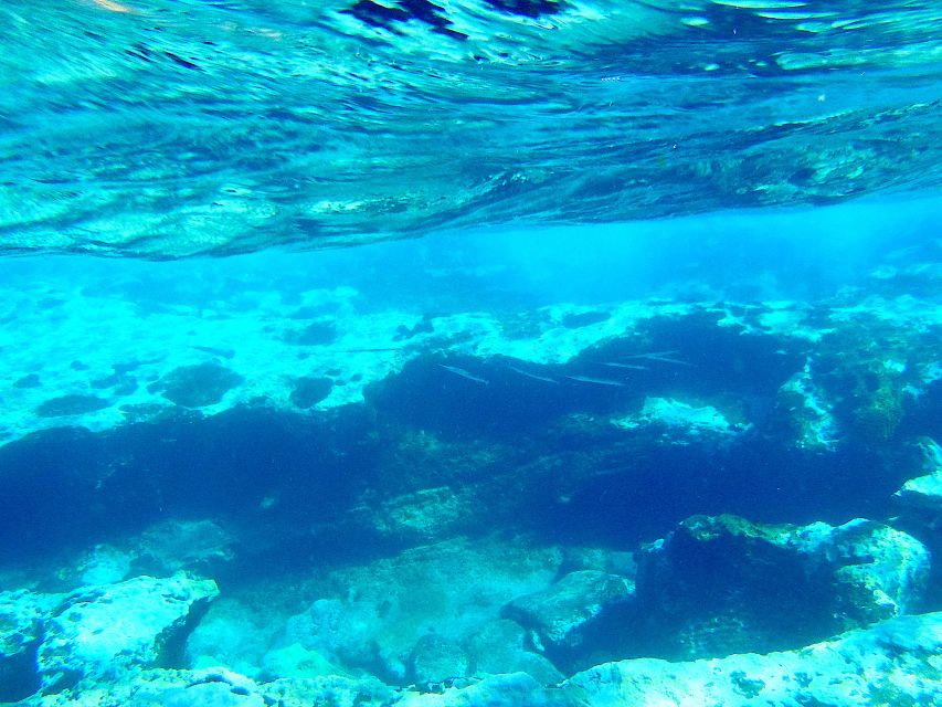 Tenerife Exclusive Snorkeling Trip with Marine Biologist - Marine biologist guidance turns Tenerife snorkeling into learning