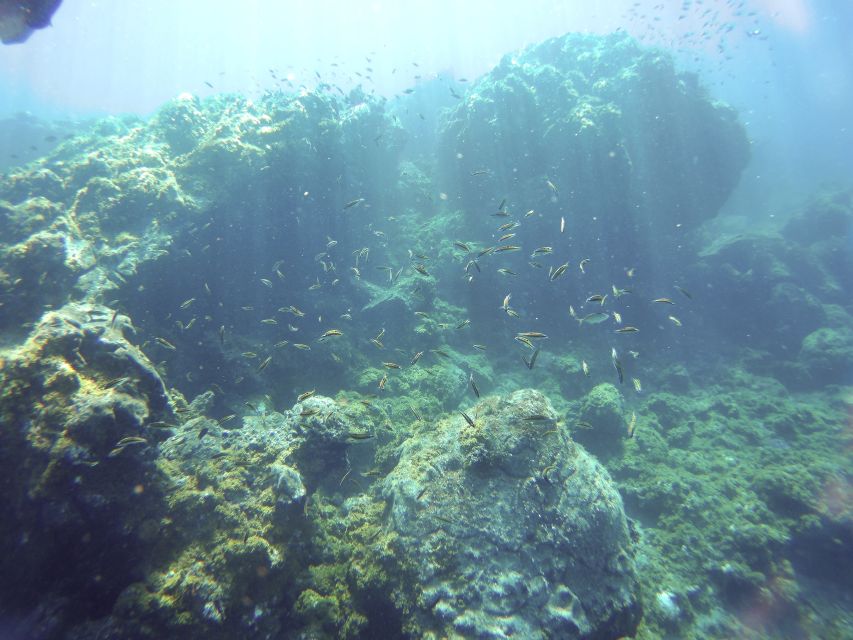 Tenerife Exclusive Snorkeling Trip with Marine Biologist - Choosing the right water spot: why shore vs boat matters