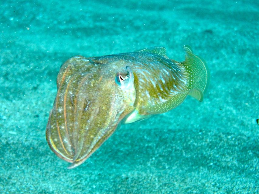 Tenerife Exclusive Snorkeling Trip with Marine Biologist - What you actually see: species and sea life talk that sticks