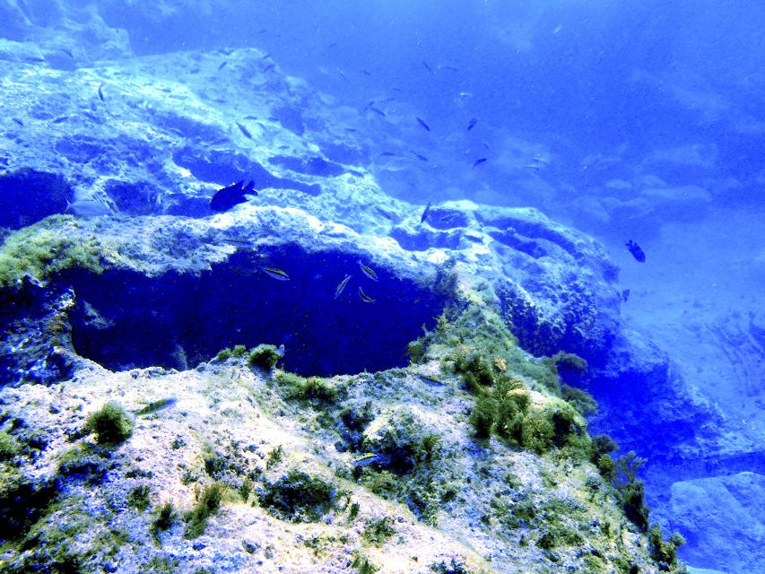 Tenerife Exclusive Snorkeling Trip with Marine Biologist - The 3-hour flow: gear first, then two snorkeling chunks, then a calmer return
